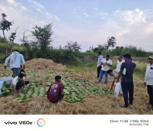 बिचौलियों को तेंदूपत्ता बेचने को मजबूर अभ्यारणवासी, 28 गांवों के ग्रामीणों में बढ़ी नाराज़गी